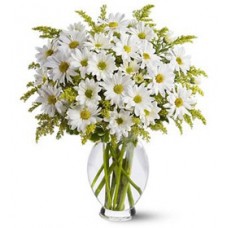 White Daisies