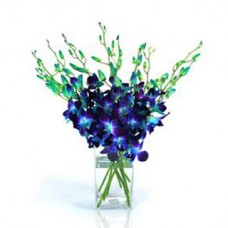 20 Blue Orchids