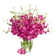 20 Purple Orchids