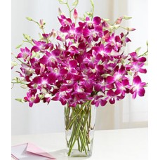 Dendrodium orchids
