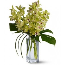 GREEN CYMBIDIUM ORCHIDS
